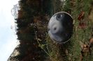 Handpan 22